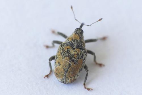 Réf. 253 357 : Ceutorhynchus pallidactylus